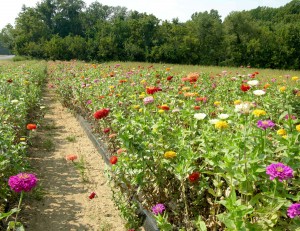 field of flowers