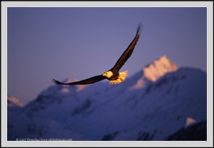 BaldEagle